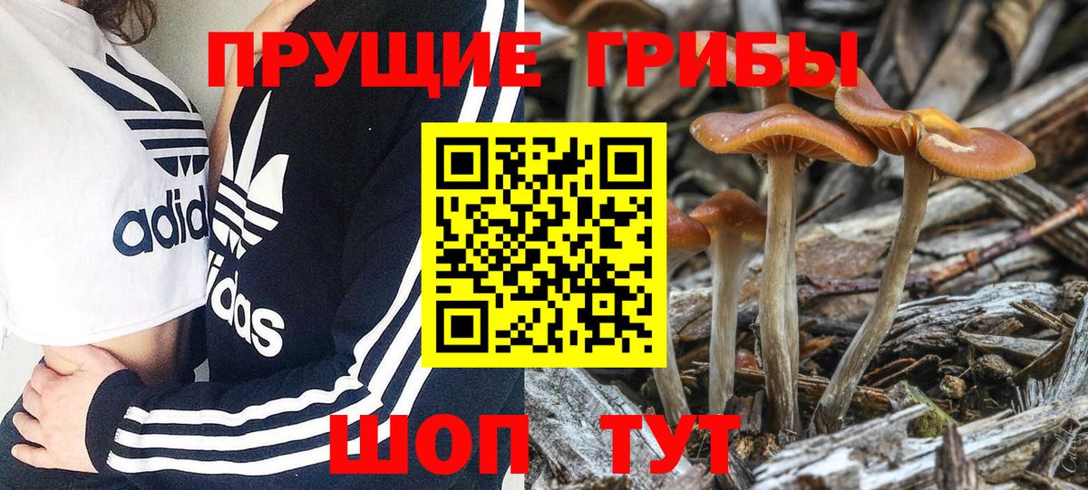 как найти наркотики  Вход с VPN  Йошкар-Ола  Псилоцибиновые грибы MAGIC MUSHROOMS 